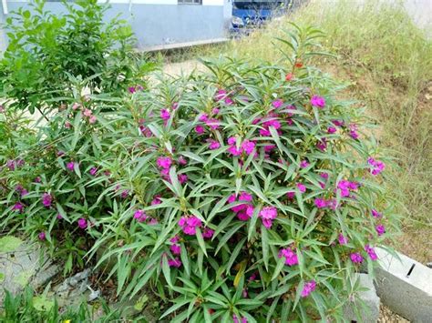 門前種什麼花最好|【門前種什麼花最好】門前種什麼花最好？旺宅保平安，這些花讓。